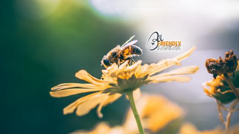 bee_friendly