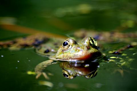 acte200grenouille