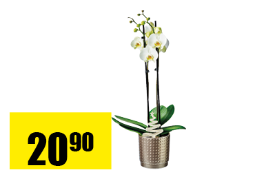 phalaenopsis_.png